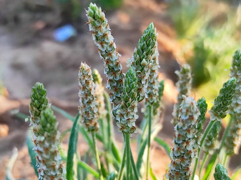 Flohsamenschalen GEMAHLEN BIO