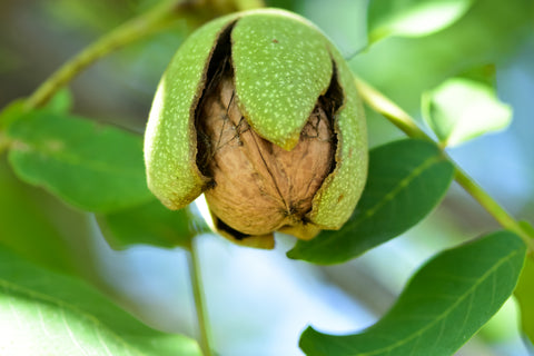 Walnussöl nativ BIO