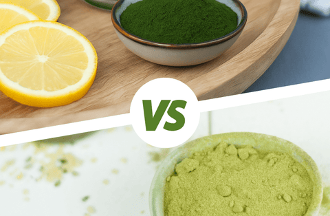 Was ist besser: Gerstengras oder Gerstengrassaft? - bioKontor