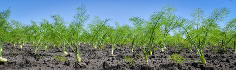 Fenchelsamen BIO