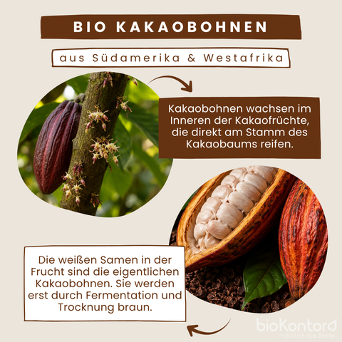 Kakaofrüchte und Gewinnung Kakaobohnen