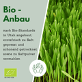 Gerstengras Bio-Anbau und Verarbeitung in Utah, USA