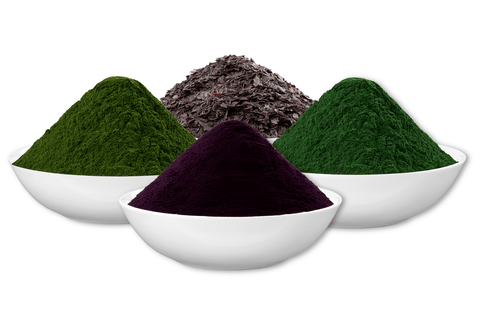 Heavy Metal Detox Smoothie Set nach Anthony William - BIO GerstengrasSAFTpulver 100 g, Wildheidelbeerpulver 200 g, Spirulinapulver 250 g, Dulseflocken 50 g - bioKontor